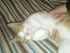 Huskat Fat Louie aka Lynet McQueen <3