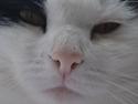 Huskat » Josefine<3