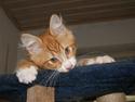 Maine Coon Ludvig Due Jensen