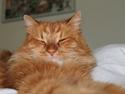 Sibirisk Kat Cornelius Westh Toulouse