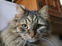 Sibirisk Kat DK Cornelius Westh Soffie