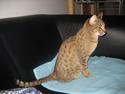 Ocicat Vanessa