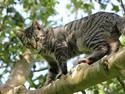Huskat Tiger