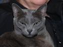 Korat Zita
