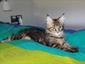 Maine Coon Donderboss Faith