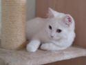 Maine Coon Emma - RIP