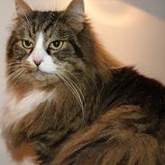 Maine Coon Thomas O'Maley