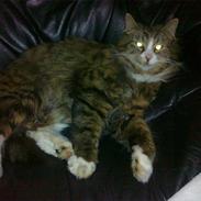 Maine Coon Thomas O'Maley