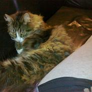 Maine Coon Thomas O'Maley