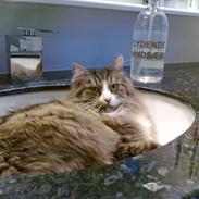 Maine Coon Thomas O'Maley