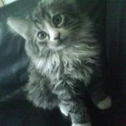 Maine Coon Thomas O'Maley