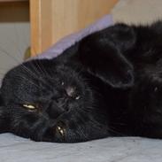 Blanding af racer Sif