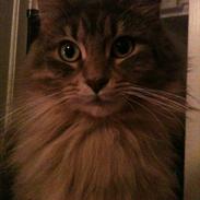 Maine Coon Nila