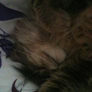 Maine Coon Nila