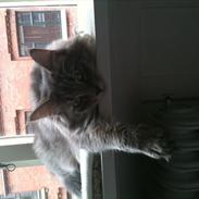 Maine Coon Nila