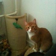 Blanding af racer Sofus