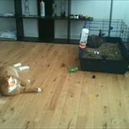 Blanding af racer Sofus