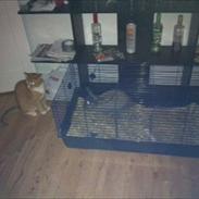 Blanding af racer Sofus