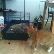 Blanding af racer Sofus