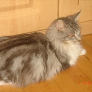 Maine Coon Sus