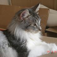 Maine Coon Sus