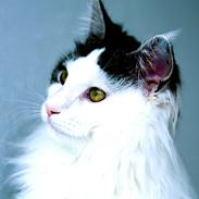 Maine Coon DK Krammekatten Olivia PP