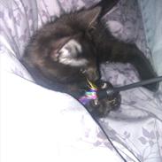 Huskat Fimsen