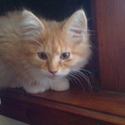 Blanding af racer bumblebee - bumle 