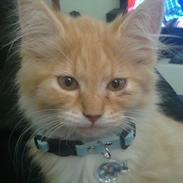 Blanding af racer bumblebee - bumle 