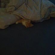 Blanding af racer bumblebee - bumle 