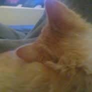 Blanding af racer bumblebee - bumle 