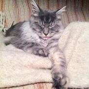 Maine Coon Smokey - R.I.P