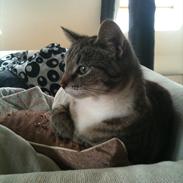 Huskat Miss'Marie