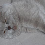 British Shorthair DK Northern Feline Alba V