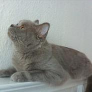 British Shorthair DK Northern Feline Alba V