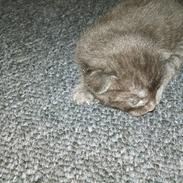 Huskat Terkel