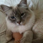 Hellig Birma DK Paja's Queenie 