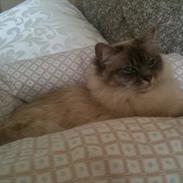 Hellig Birma DK Paja's Queenie 