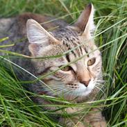 Blanding af racer Karla