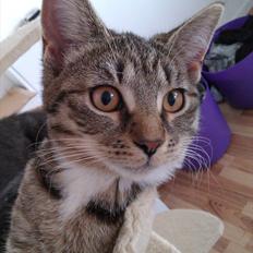 Blanding af racer Sveske