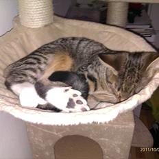 Blanding af racer Sveske