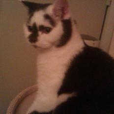 British Shorthair heros