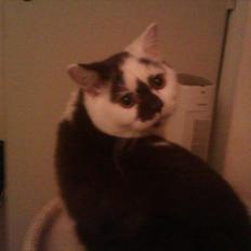 British Shorthair heros