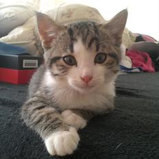 Blanding af racer Milo 