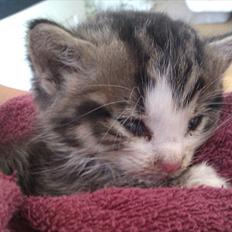 Blanding af racer Milo 