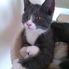 Blanding af racer Ufo