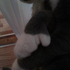 Blanding af racer Ufo