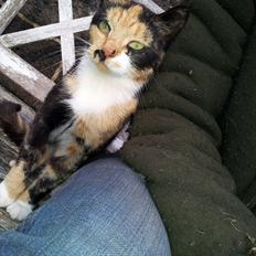 Blanding af racer Fione