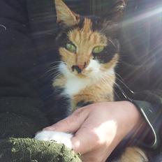 Blanding af racer Fione