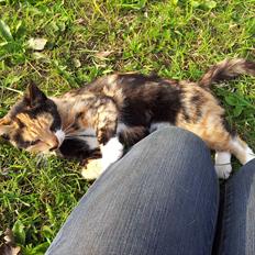 Blanding af racer Fione